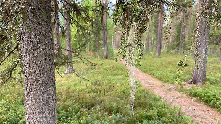 Klarinheden i Vuollerimskogen.