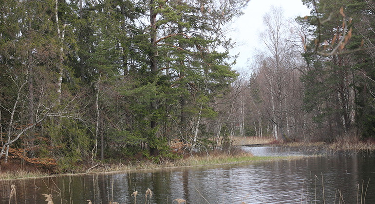 vatten och skog i reservatet