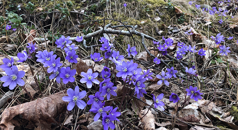 På våren finns det gott om blåsippor i reservatet. 