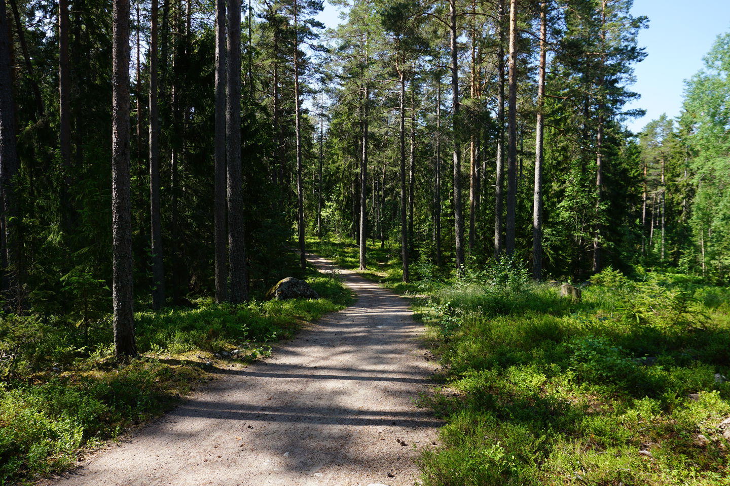 Motionsspår i skogsmiljö