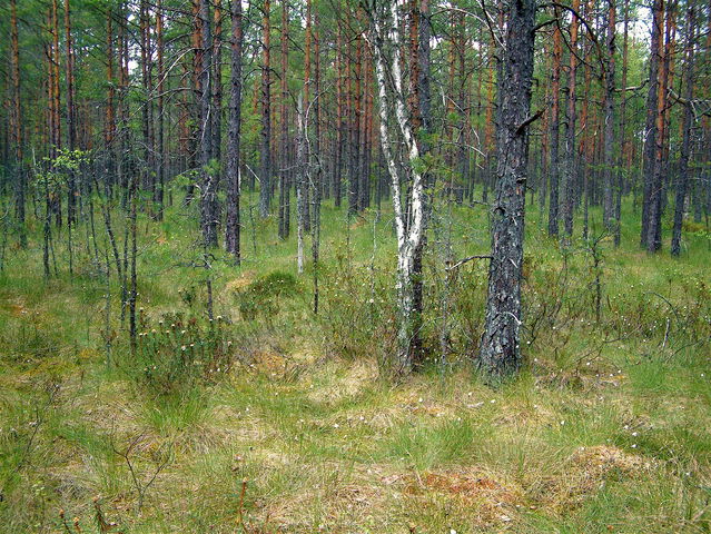 Gubbakärret