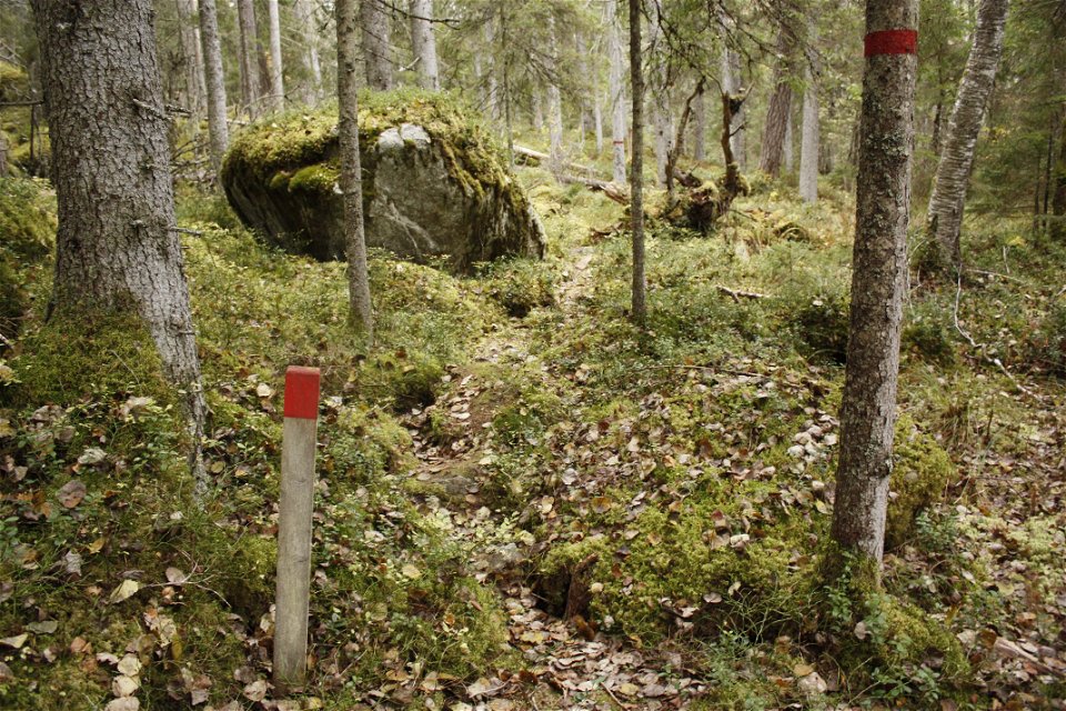 En smal, kuperad och ojämn skogsstig. Vid stigen står en kort stolpe med röd stigmarkering på. 