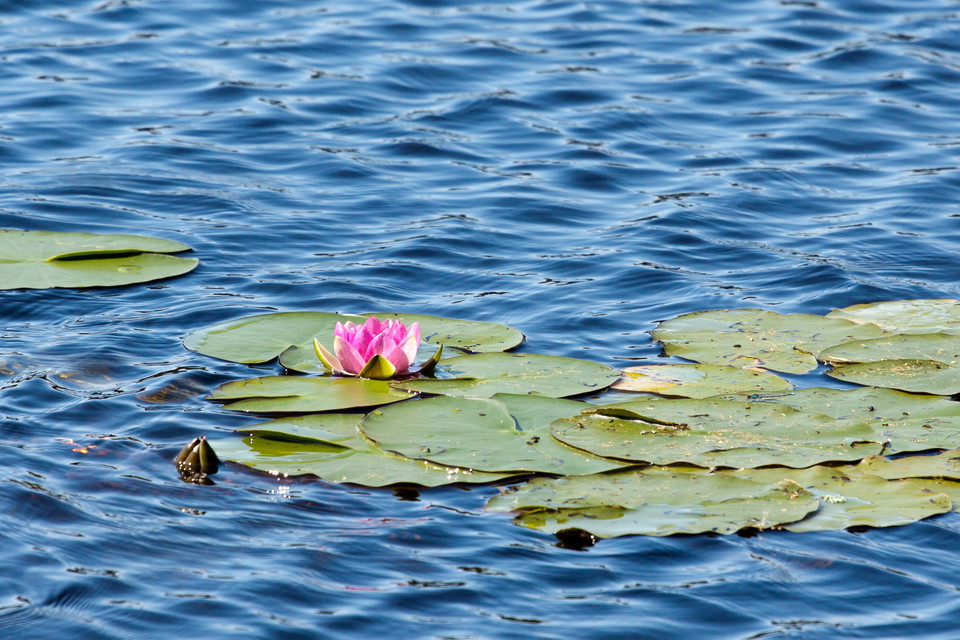 Kväll i naturreservatet Fagertärn