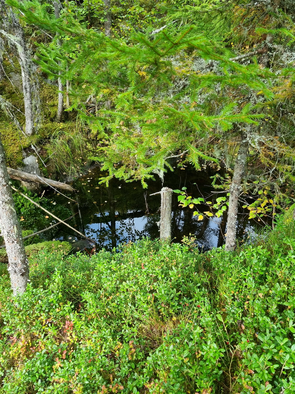 Det största av de tre gruvhålen vid Mörttjärnsgruvan.
