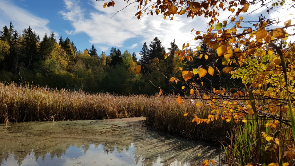 Mulletjärnen. Foto Lidingö stad