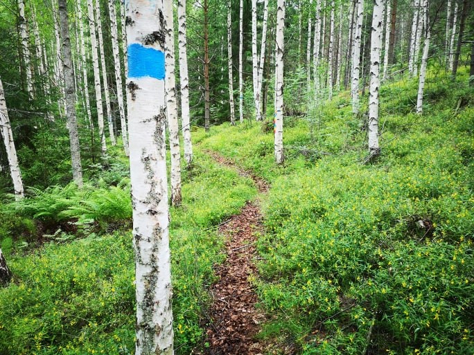 Fin stig genom blandskogen.