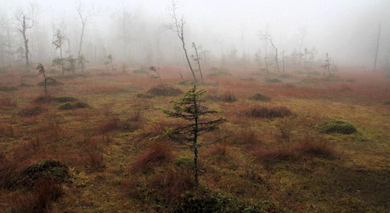 Kindlahöjden, myren.