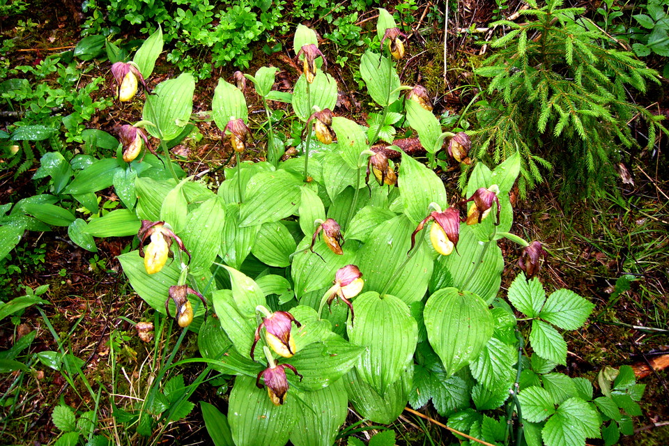 Guckuskon är en ovanlig och fridlyst orkidé. 