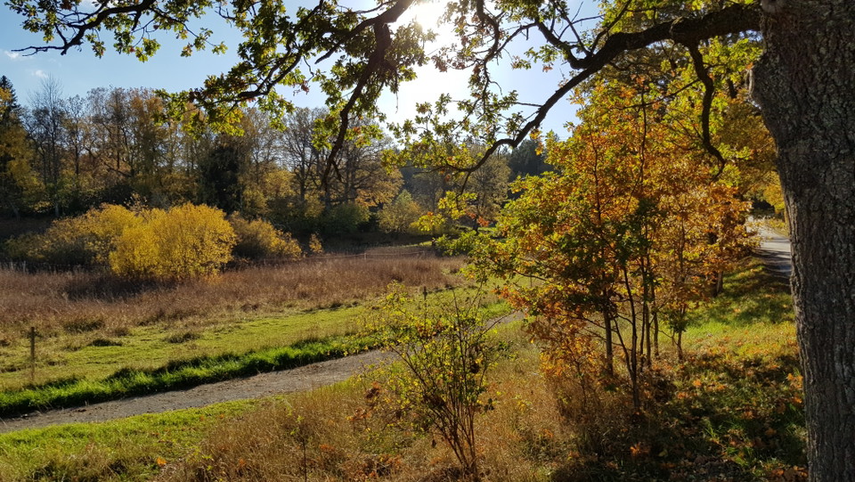 Ridstig vid Ekholmsnäs. Foto Lidingö stad