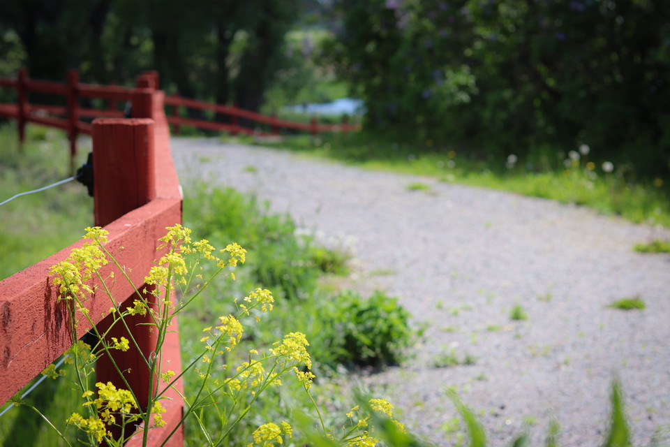 Grusad stig med trästaket på vänster sida