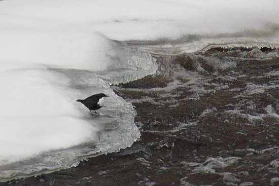En liten mörk fågel med vitt bröst står på kanten av ett isflak vid en fors.