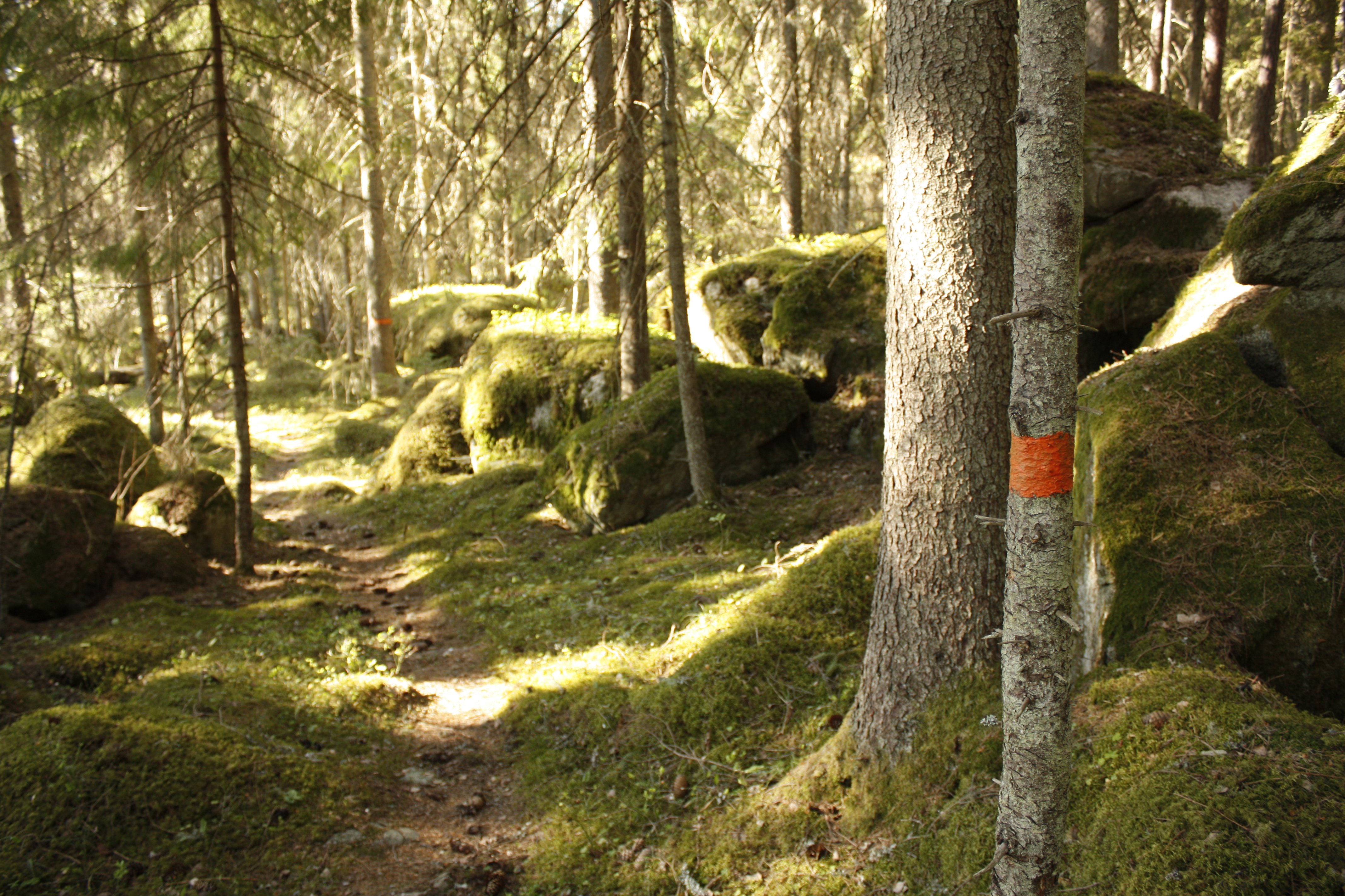 En smal stig genom tät skog med mossklädda stenblock på båda sidorna av stigen. På ett träd finns en röd stigmarkering.