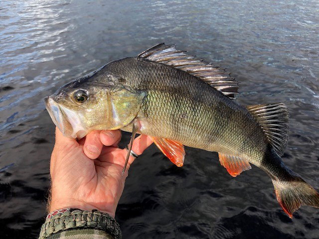 Fiskevatten Losesjön