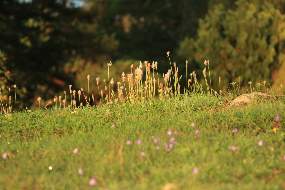 Kornas bete skapar en artrik flora.