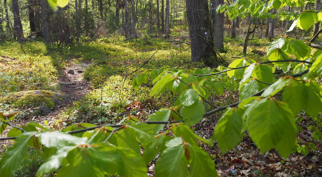 Barmarksled, Färskesjön