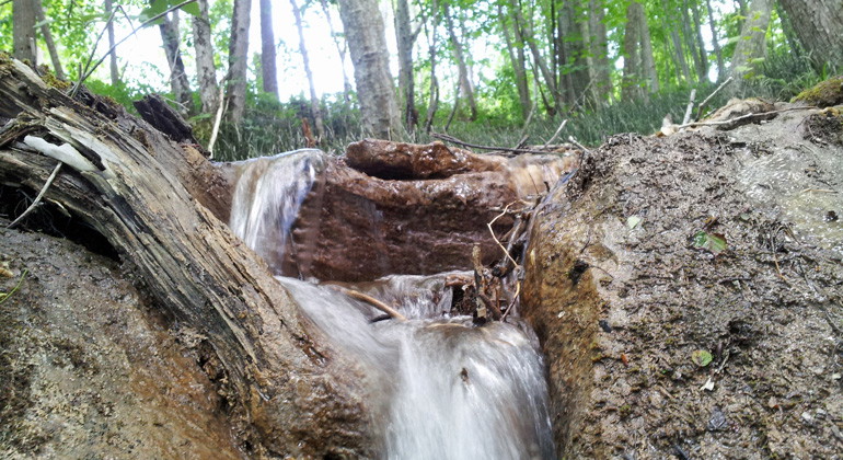 Storpissans domänreservat, Naturreservat