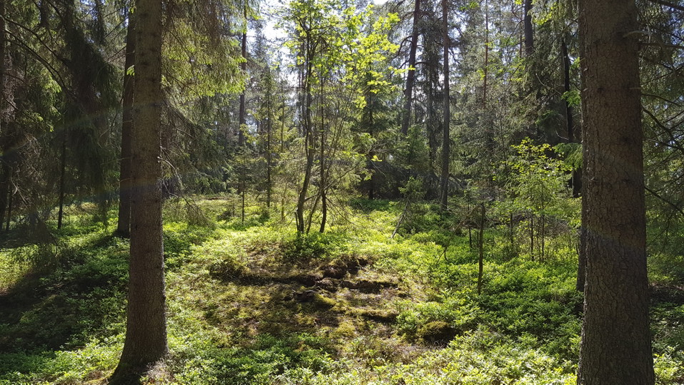 Barrskog i Yttringe. Foto Lidingö stad