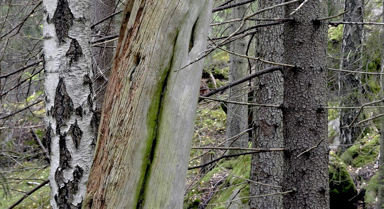 Nästången, Naturreservat