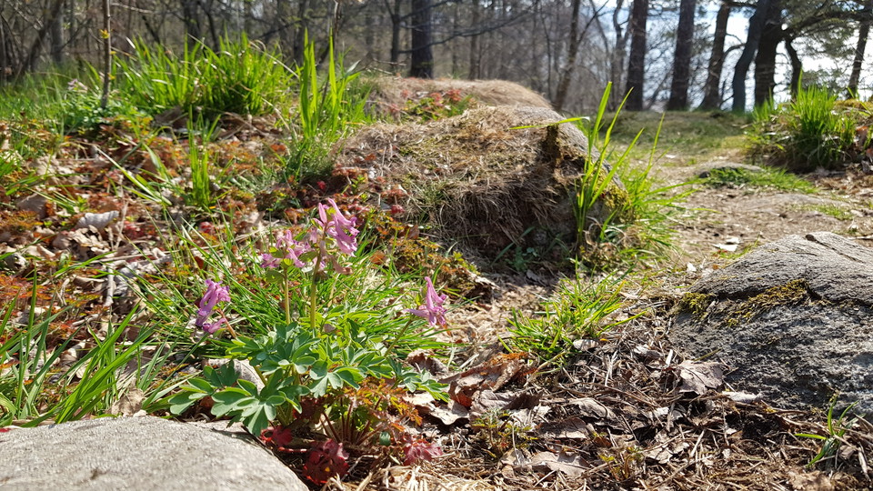 Nunneört vid stig i Larsberg. Foto Lidingö stad