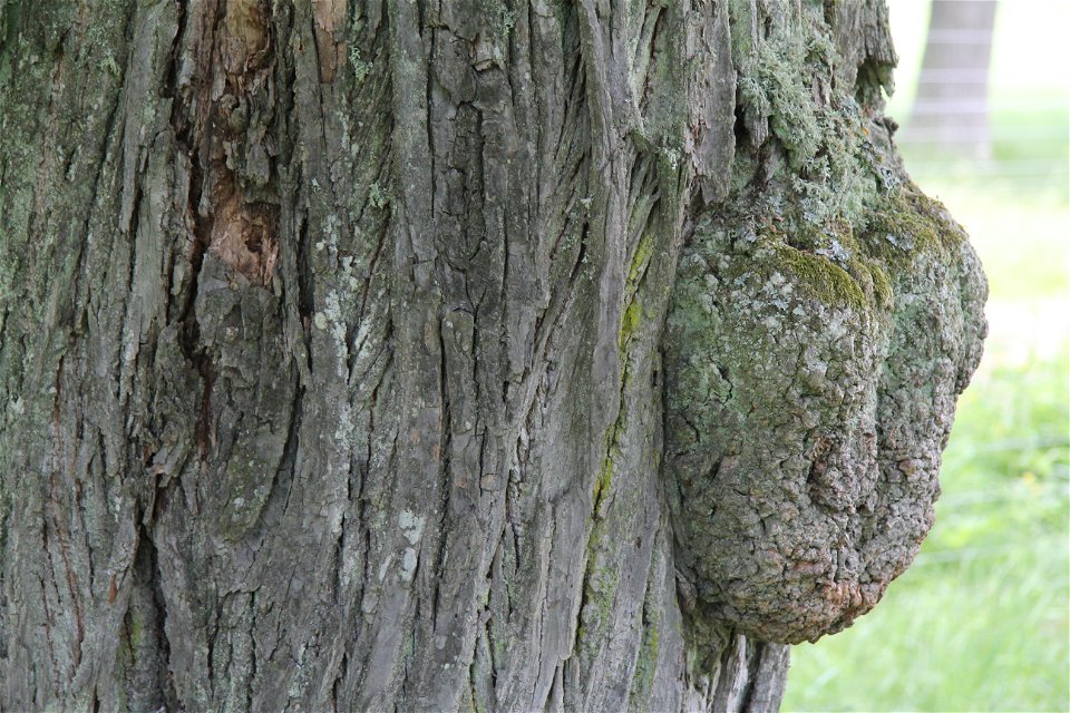 Närbild på ett gammalt träd.