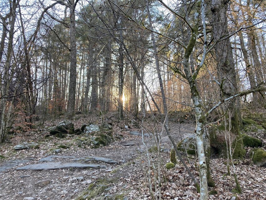En stenig stig i en skog