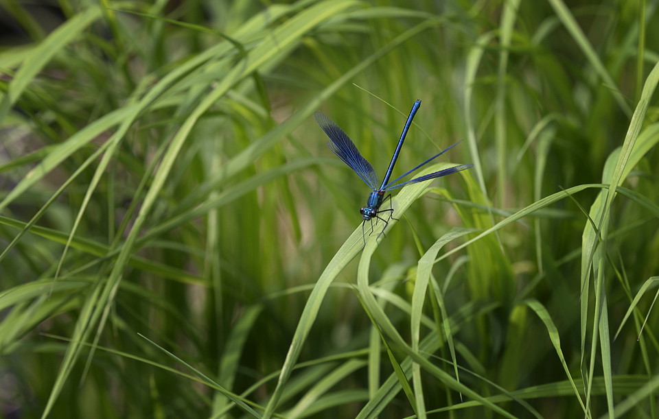 Jungfruslända vid Igelbäcken