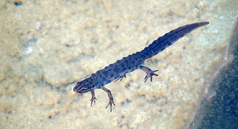 Mindre vattensalamander.