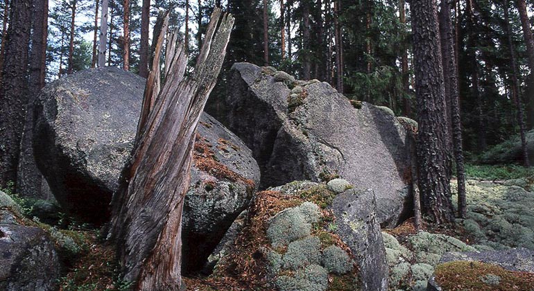 Brandstubbe och blocksamling i Genstigsbrännan.