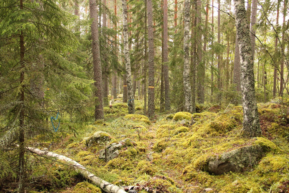Liten stig genom blockig blandskog.