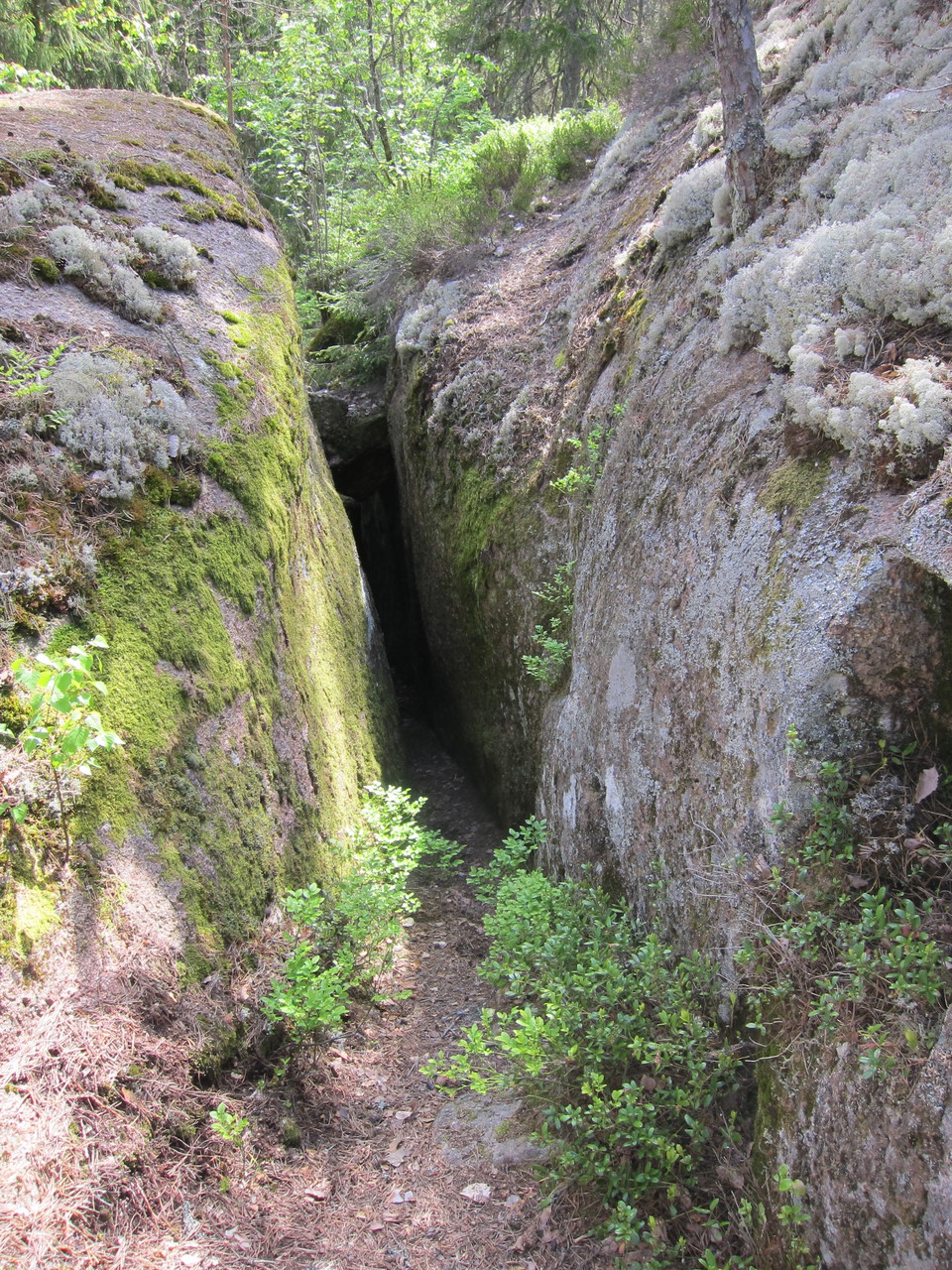 Klippskreva. På klipphällarna växer olika mossor.