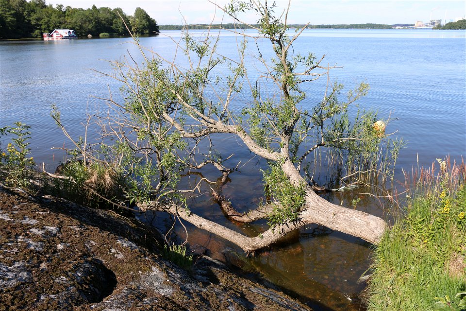 Ett träd ligger ner i vattnet bredvid en klippa.