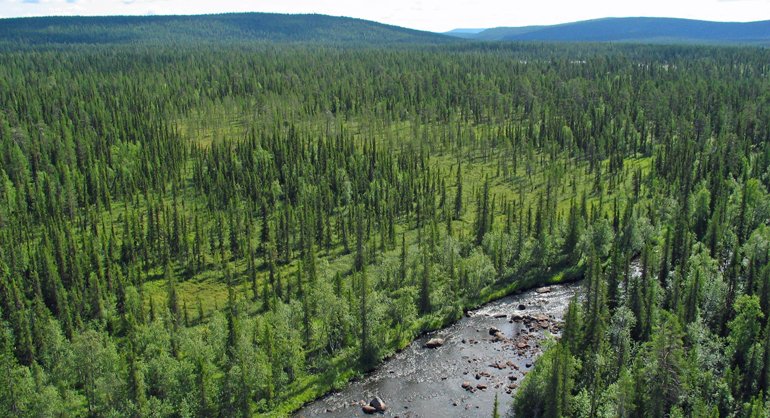 Jelka-Rimakåbbå är ett stort urskogslandskap med mycket höga natur- och landskapsvärden. Vy från västra kanten av området över Kittajåkkå mot sydost, med berget Åkåsu i bakgrunden. Foto:Länsstyrelsen Norrbotten/Frédéric Forsmark