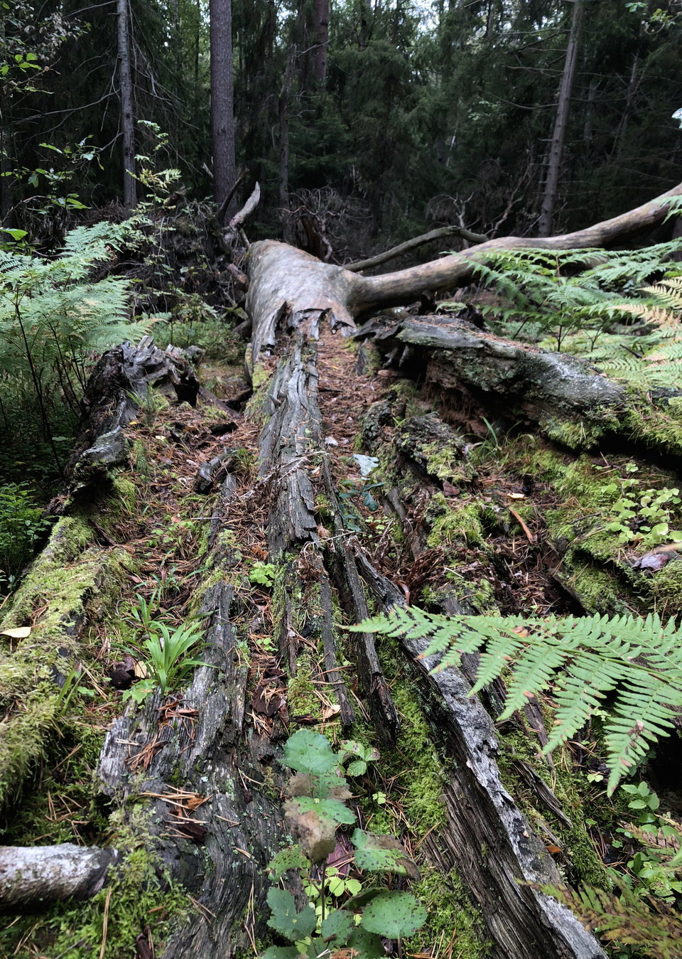 Ett liggande stort träd med mossa och svamp.