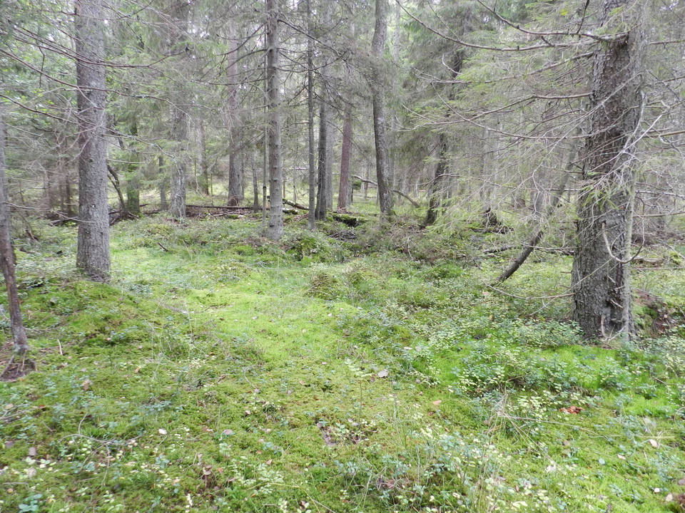 Lars Magnusson