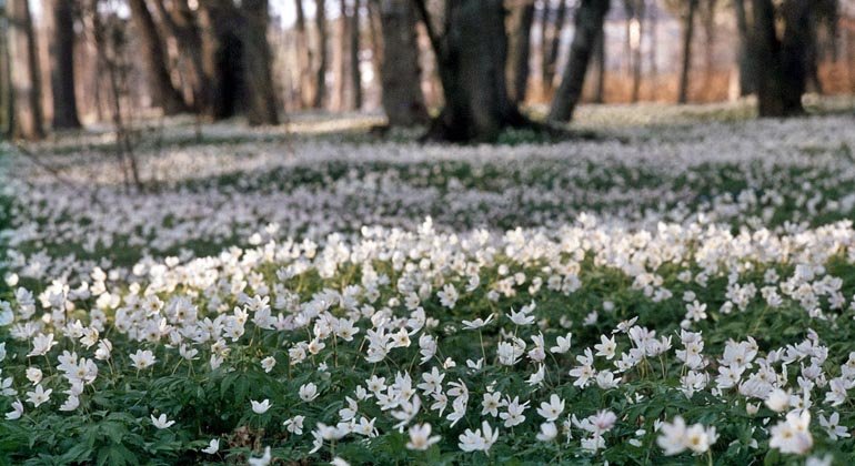 Om våren är Gysinge naturreservat fyllt av vitsippor.