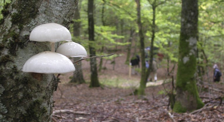 svampar på trädstam