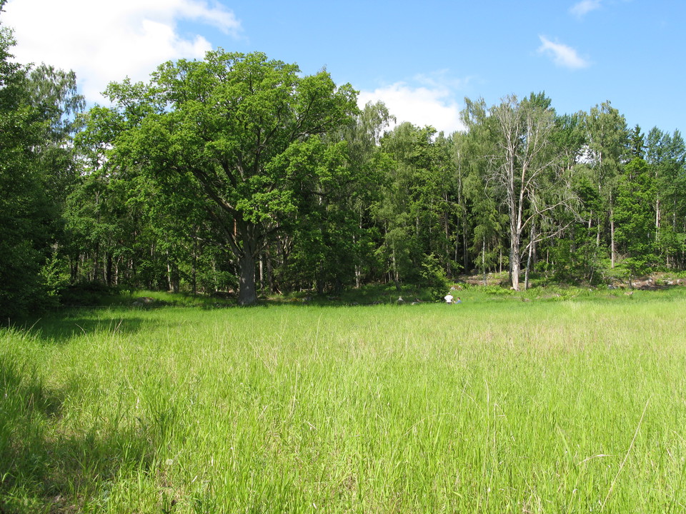 En öppen gräsyta med högt gräs och lövträd i utkanterna. En person står i det höga gräset långt bak i bilden.