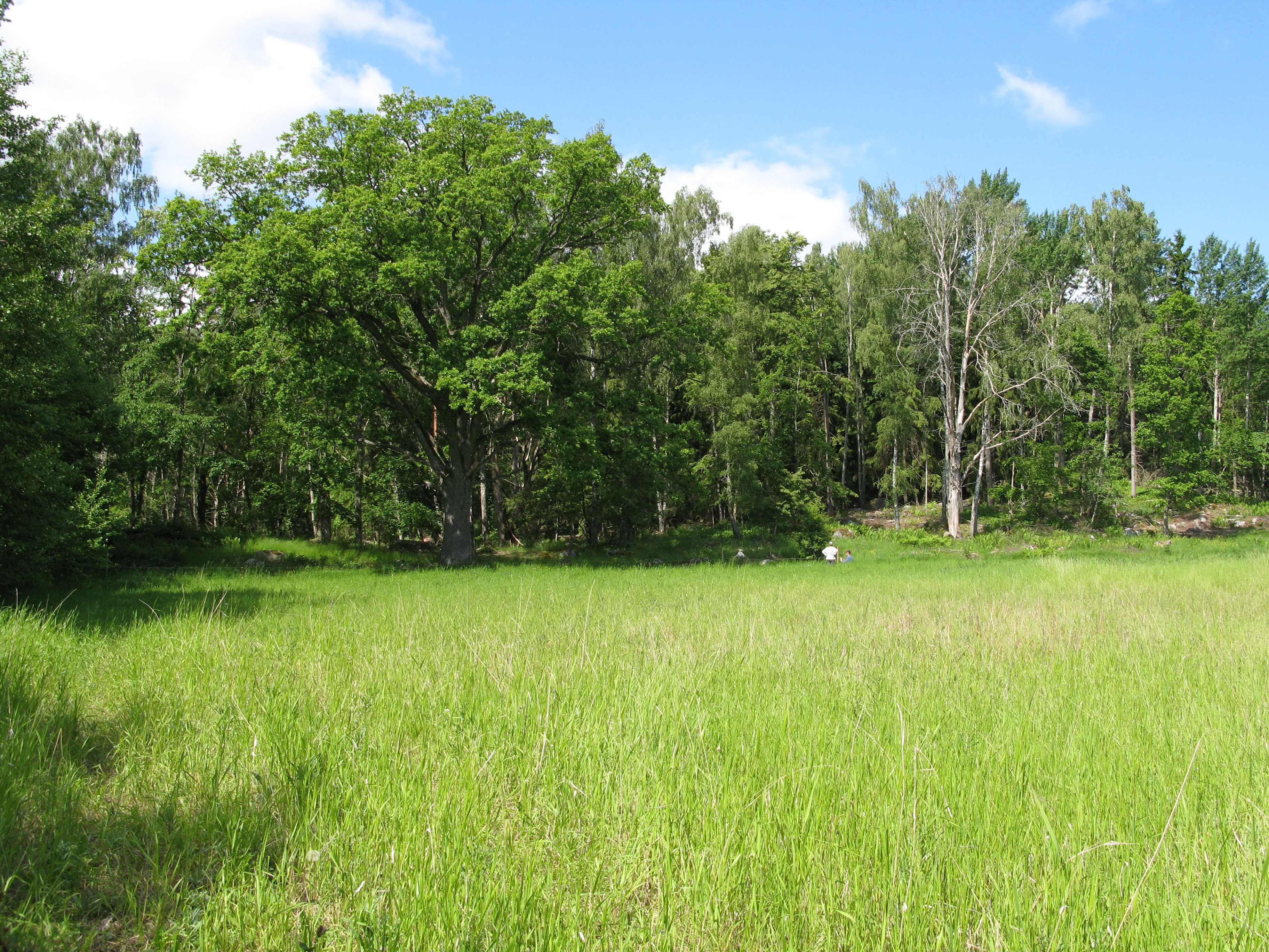 En öppen gräsyta med högt gräs och lövträd i utkanterna. En person står i det höga gräset långt bak i bilden.