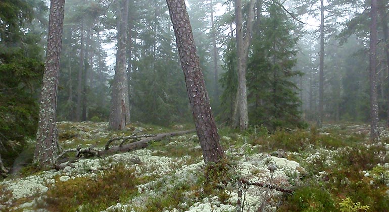 Skitåsen.