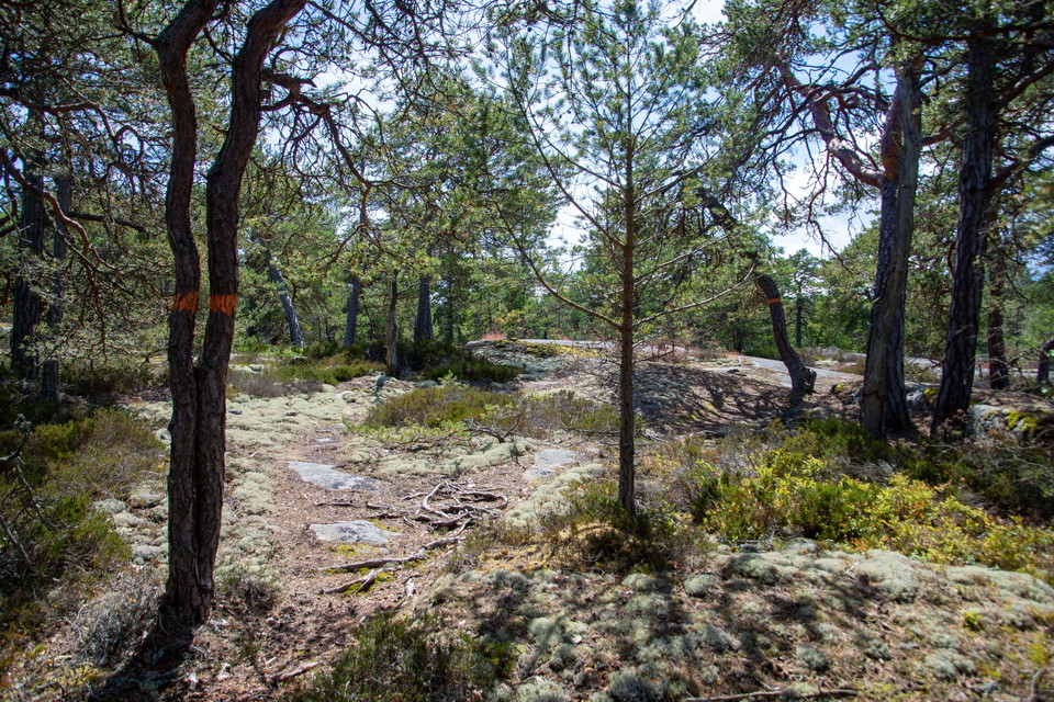 Orange markering på träd i skärgårdsmiljö