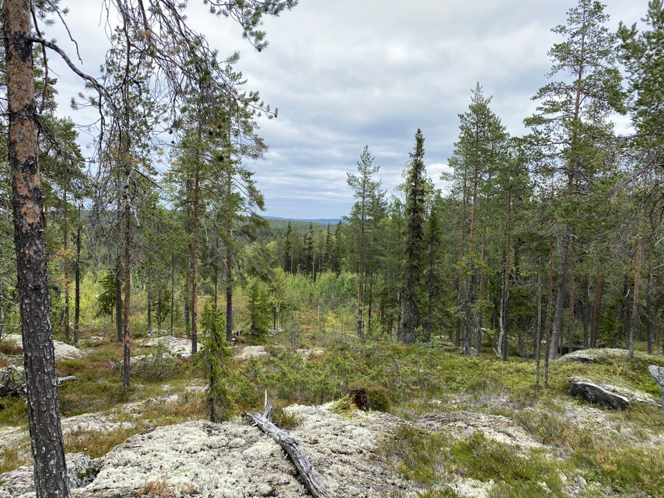 Lavklädd hällmark med gles barrskog.