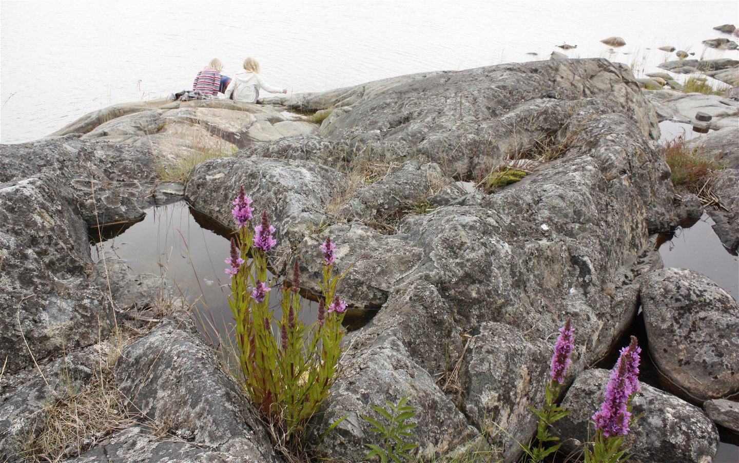 På en ojämn klipphäll har små vattenfyllda gölar bildats. Det växer blommor vid en av gölarna och i bakgrunden sitter tre barn.