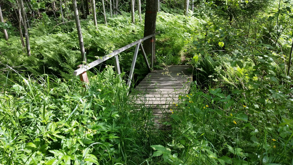 Bild på bro och grönska