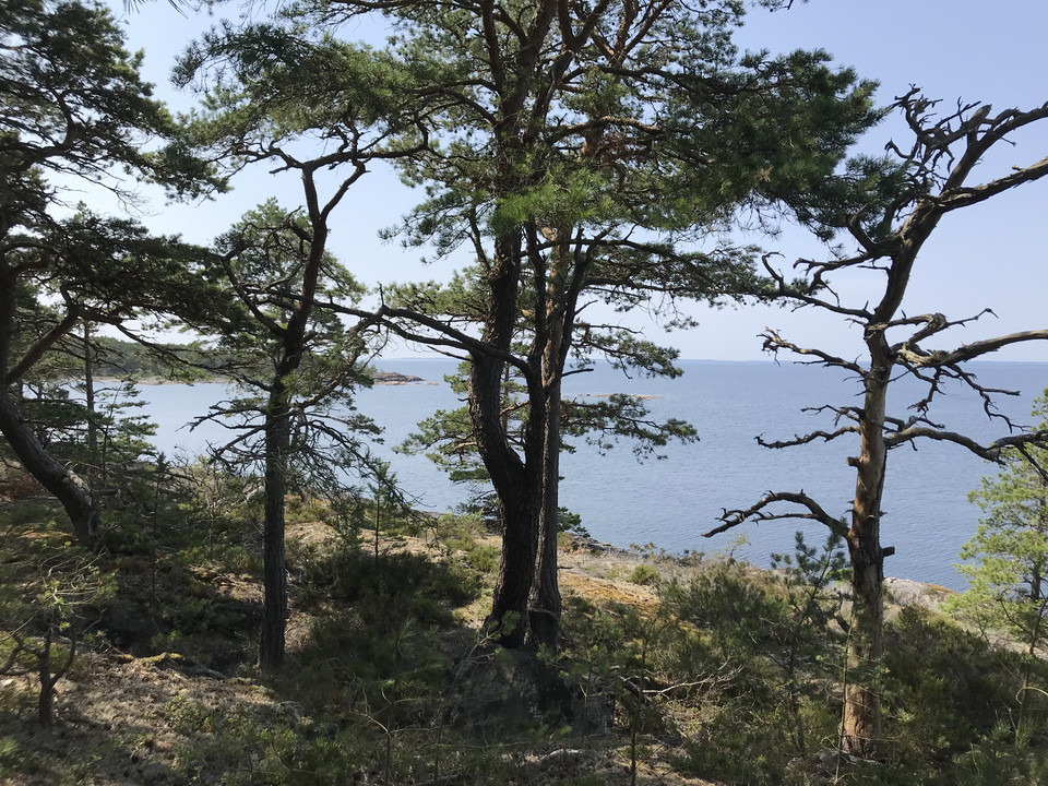 Kustlandskap i Djurö