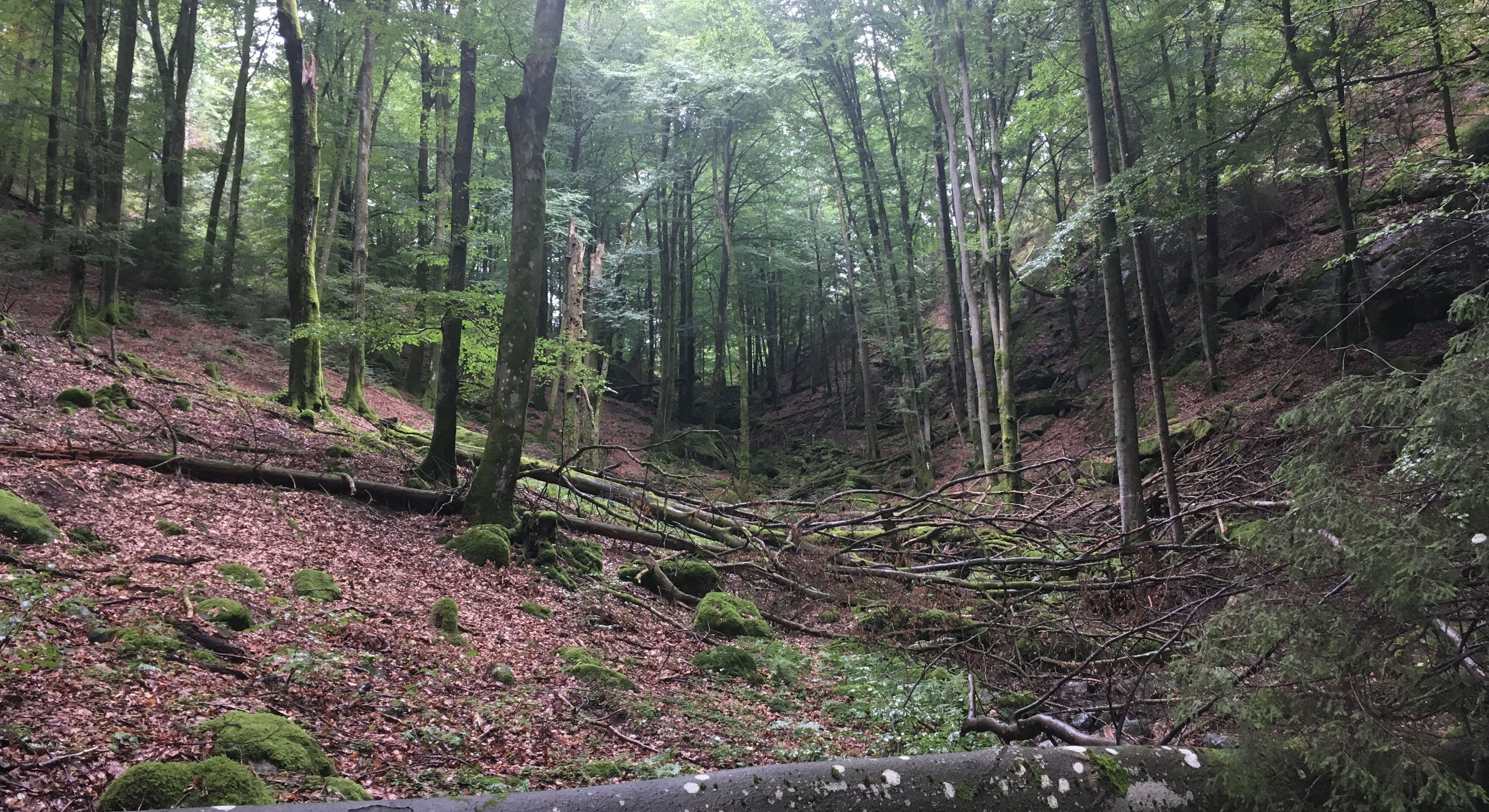 mörk skog