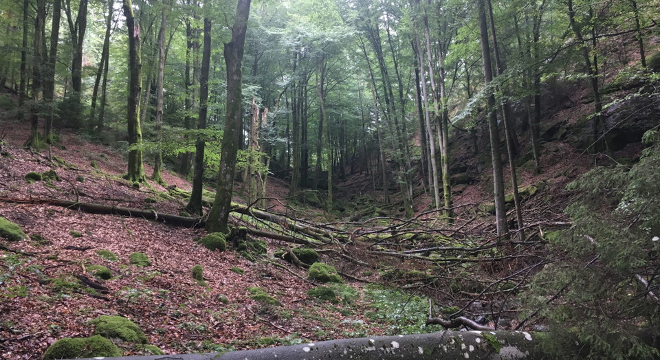 mörk skog