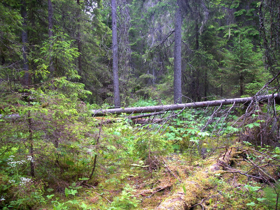 Miljöbild från Byomsliden