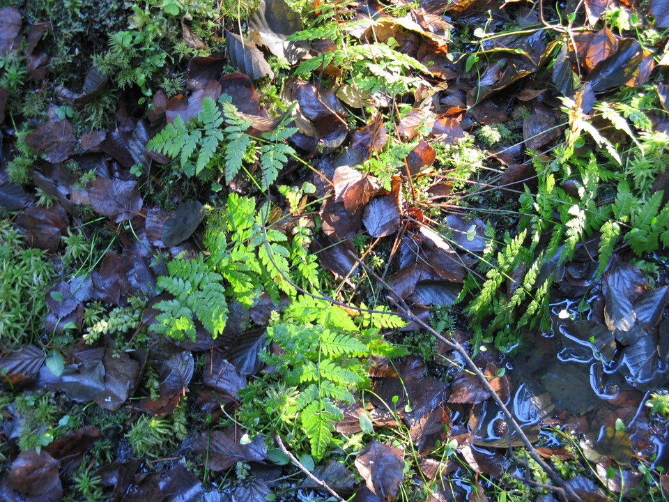 Hundsjöns naturreservat