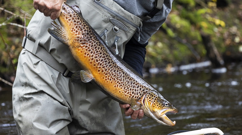 Learn more about trout