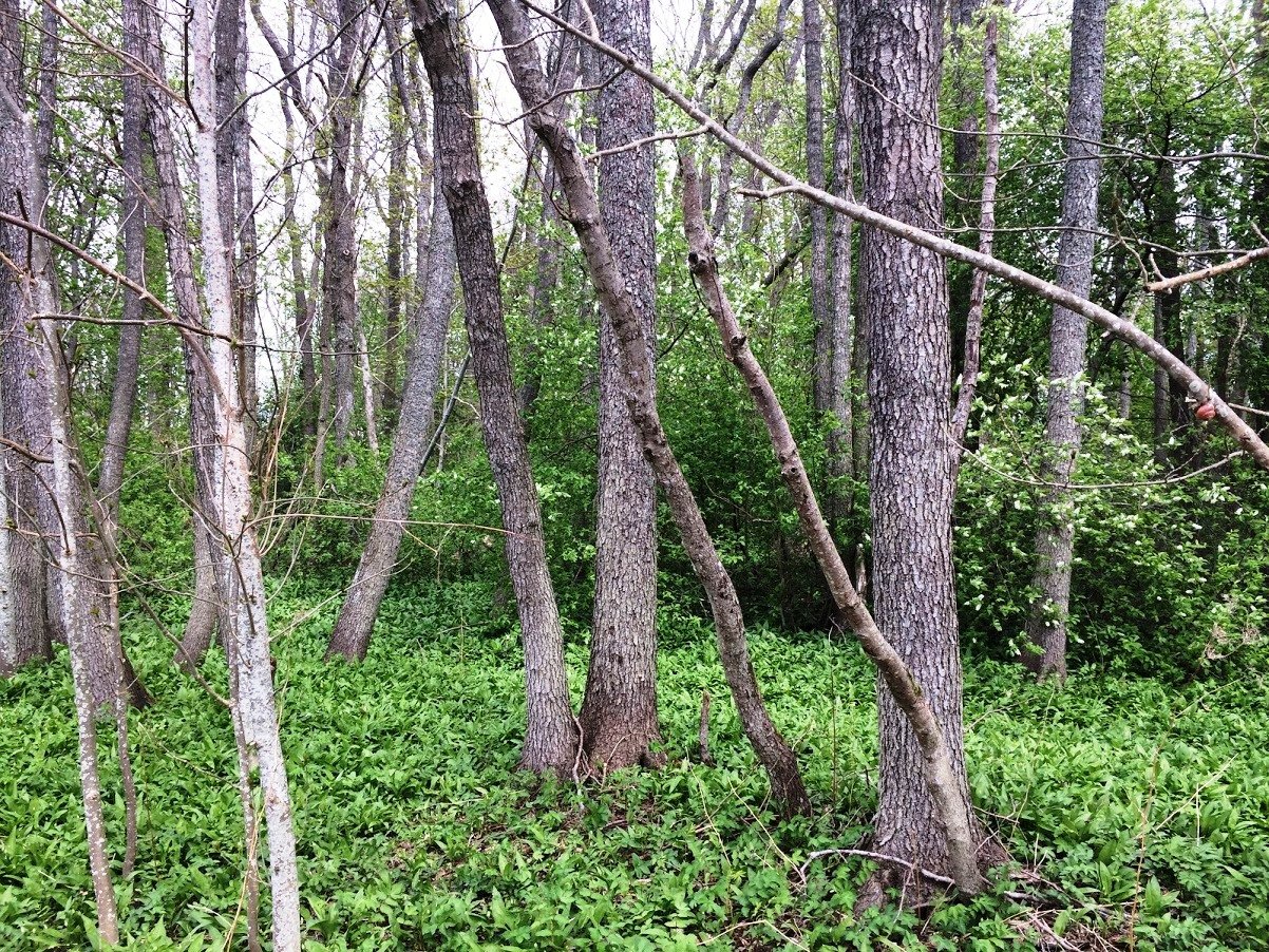 Trädstammar i grönska.
